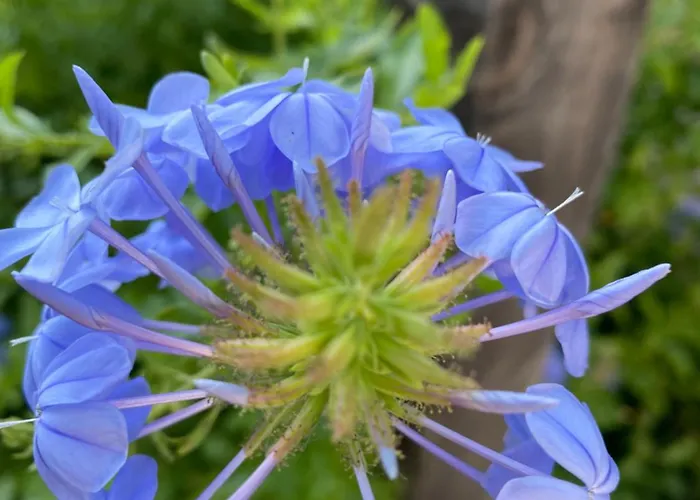 Relax At Artist's Secret Garden, Koi Pond & Jacuzzi, 4 Big Groups Holiday home Tucson